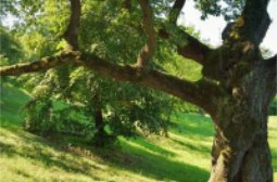 Whos-tree-is-it-anyway