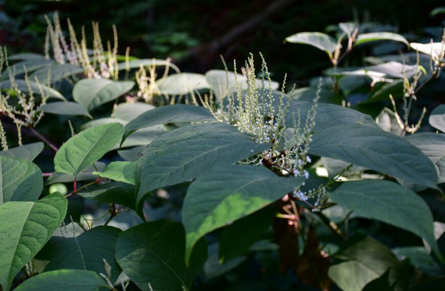 Japanese Knotweed: The Legal Risks for Property…