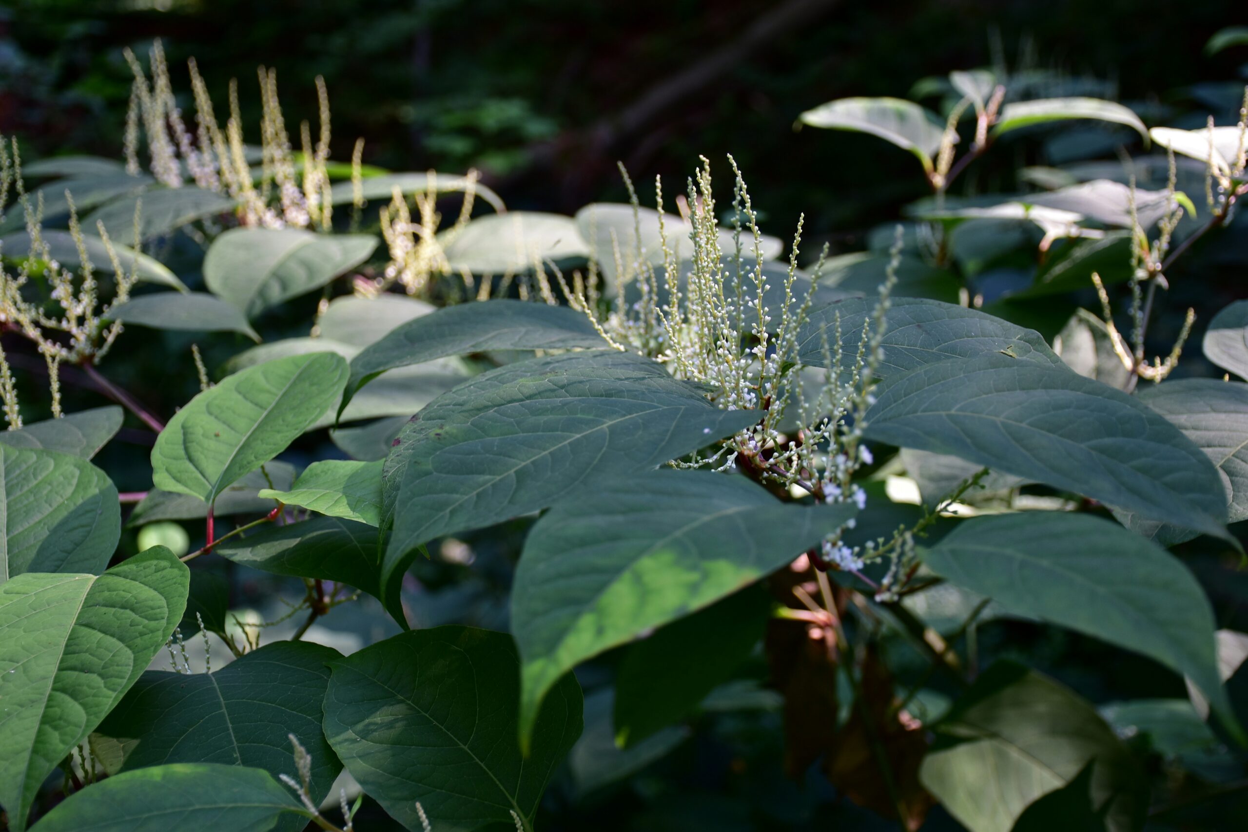 Japanese Knotweed: The Legal Risks for Property Owners