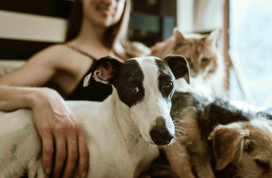 What will happen to my animals if…