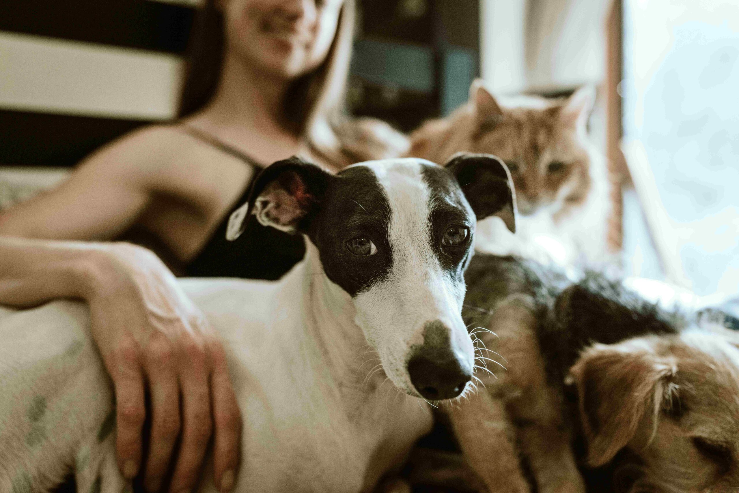 What will happen to my animals if I can no longer care for them?